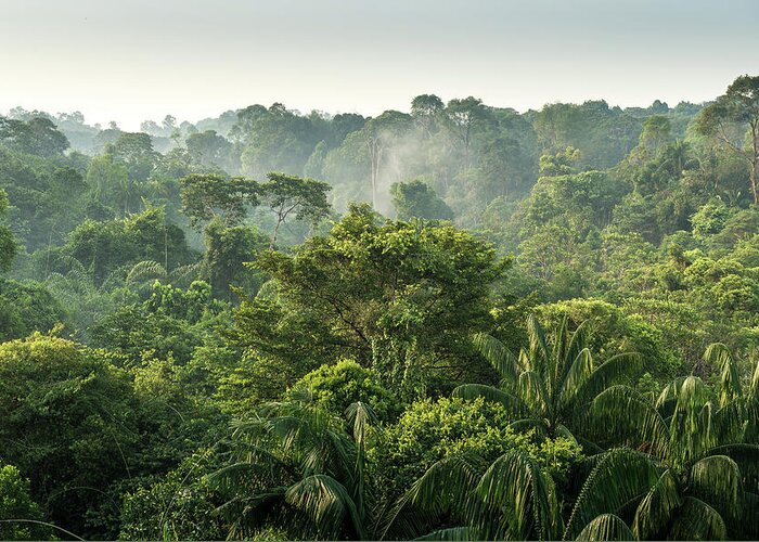 Scenics Greeting Card featuring the photograph Tropical Rainforest by Chanachai Panichpattanakij