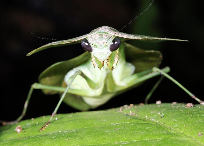 One Greeting Card featuring the photograph Tropical Shield Mantis by Dr Morley Read