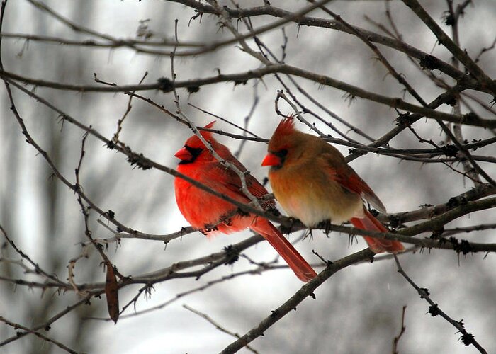Cardinals Greeting Card featuring the photograph True Love Cardinal by Peggy Franz