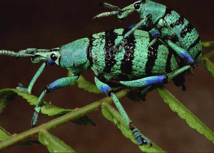 Feb0514 Greeting Card featuring the photograph True Weevil Couple Mating Papua New by Mark Moffett