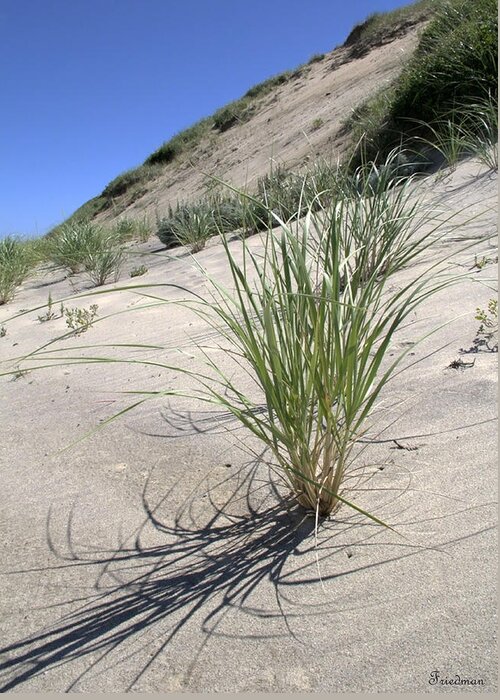 Nature Greeting Card featuring the photograph Truro Dunes by Michael Friedman