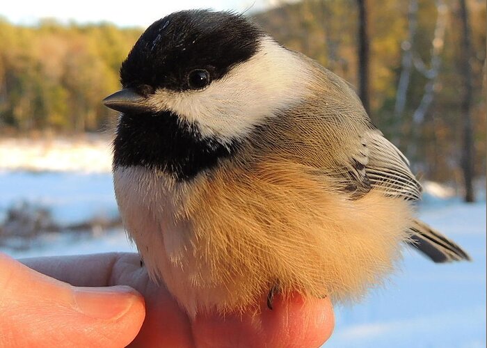 Chickadee Greeting Card featuring the photograph Trust by Mim White