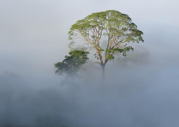 Ch'ien Lee Greeting Card featuring the photograph Tualang Tree Above Rainforest Mist by Ch'ien Lee