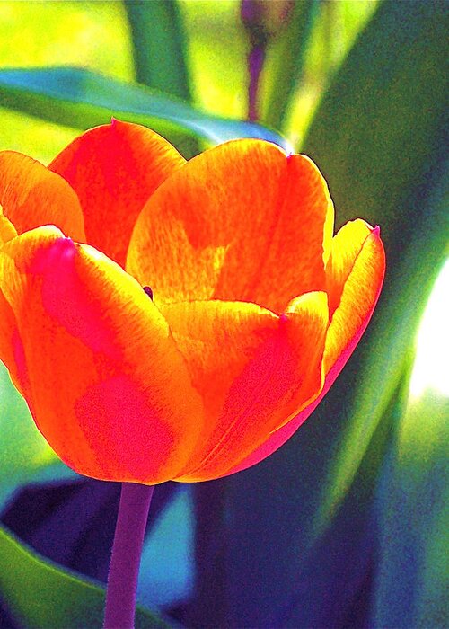 Tulip Greeting Card featuring the photograph Tulip 2 by Pamela Cooper