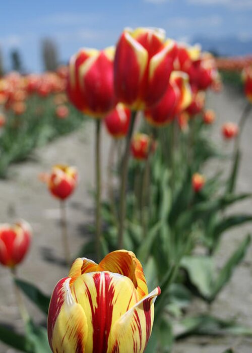  Greeting Card featuring the photograph Tulip 36 by Cheryl Boyer