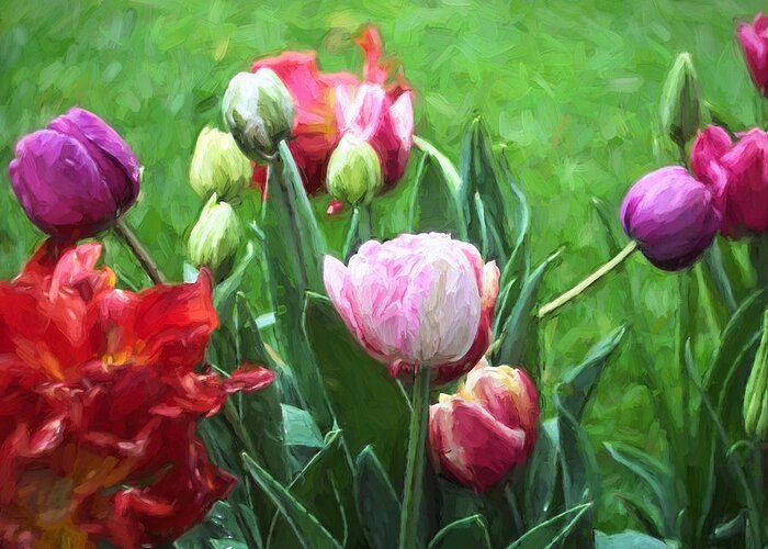 Floral Greeting Card featuring the photograph Tulip 54 by Pamela Cooper