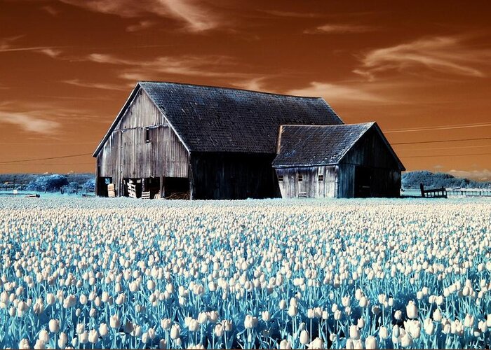 Barn Greeting Card featuring the photograph Tulip Barn by Rebecca Parker