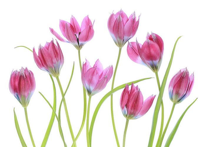 Tulip Greeting Card featuring the photograph Tulip Blush by Mandy Disher