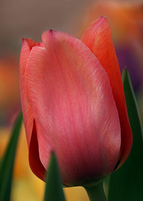 Tulips Greeting Card featuring the photograph Tulip Close-up by Leda Robertson