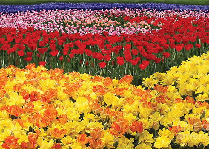 Tulip Greeting Card featuring the digital art Tulip Field by Tim Gilliland