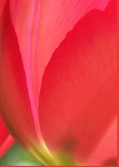 Red Tulip Greeting Card featuring the photograph Tulip Glow by Forest Floor Photography