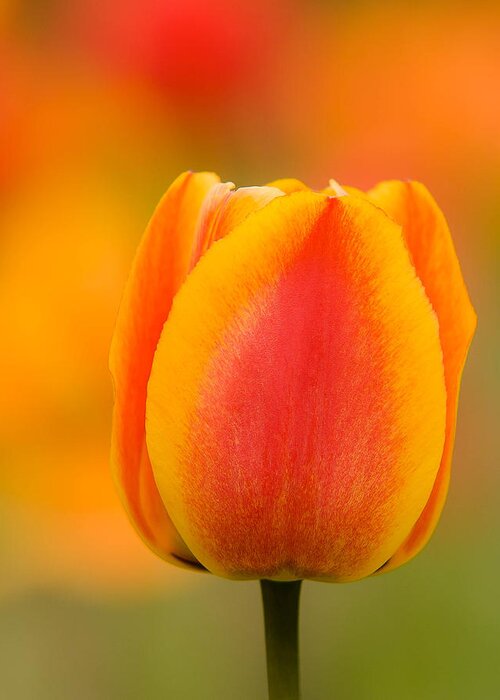 Tulip Greeting Card featuring the photograph Tulip Gold by Robert Clifford