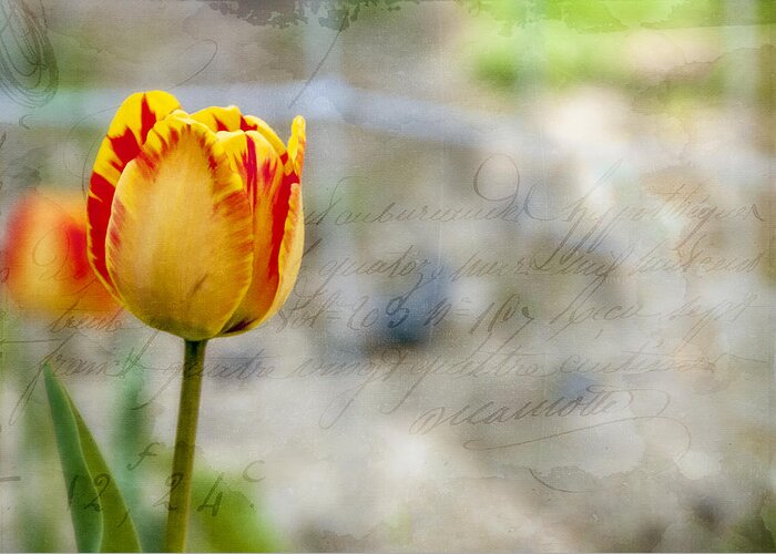 Tulip Greeting Card featuring the photograph Tulip Letter by Cathy Kovarik