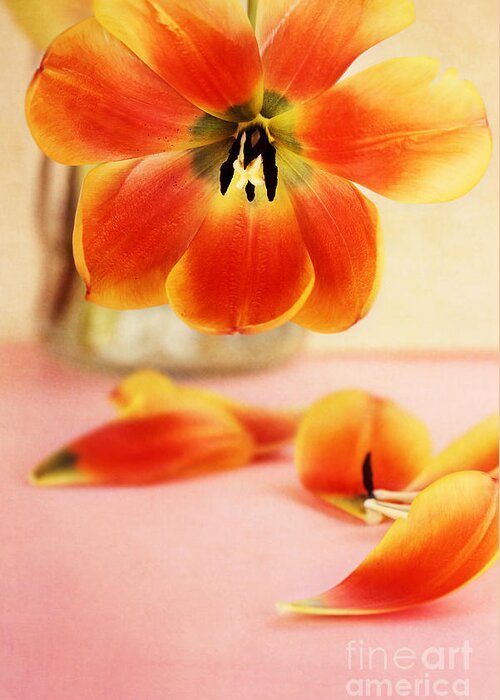 Tulip;tulips;center;blossom;blossoms Greeting Card featuring the photograph Tulip Petals by Stephanie Frey