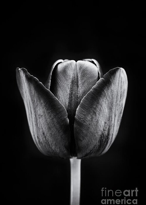 Tulip Greeting Card featuring the photograph Tulip Queen of the Night by Tim Gainey