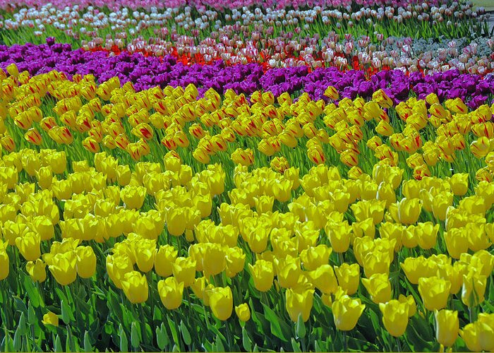 Rainbow Greeting Card featuring the photograph Tulip Rainbow 9 by Allen Beatty