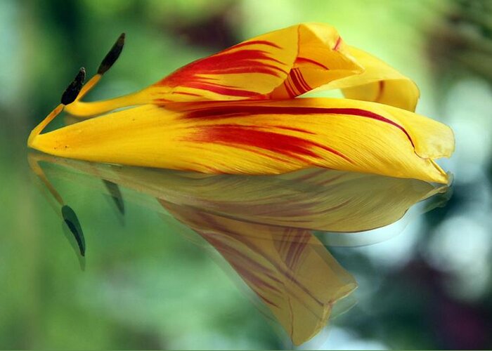 Tulip Greeting Card featuring the photograph Tulip Reassembled 2 by Andrea Lazar