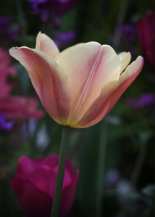 Tulip Greeting Card featuring the photograph Tulip Study No. 4 by Richard Cummings