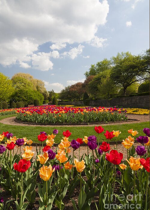 Cantigny Greeting Card featuring the photograph Tulip Time by Patty Colabuono