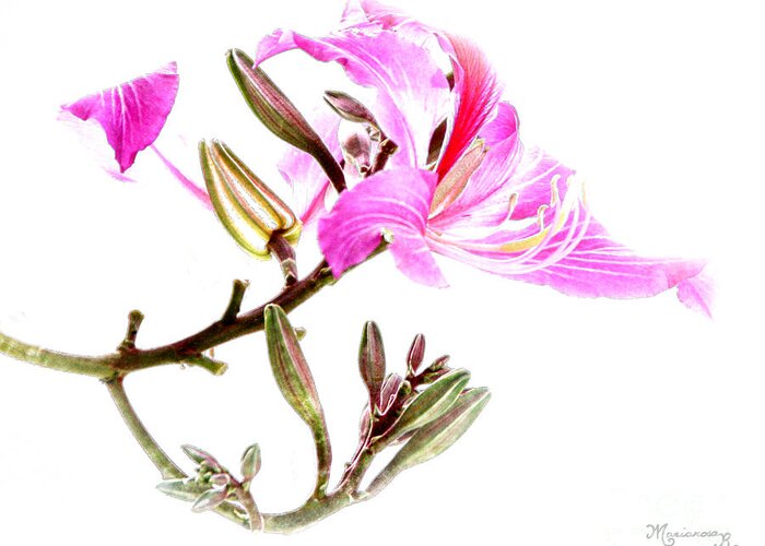 Flowers Greeting Card featuring the digital art Tulip Tree Flowers by Mariarosa Rockefeller