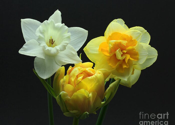 Tulip Greeting Card featuring the photograph Tulip with Daffodils by Robert Pilkington
