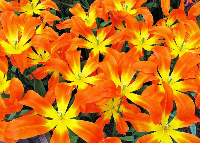 Flora Greeting Card featuring the photograph Tulips 1 by Gerry Bates