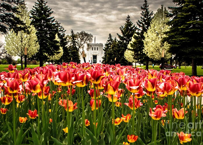 Tulip Festival Greeting Card featuring the photograph Tulips and Building by Grace Grogan
