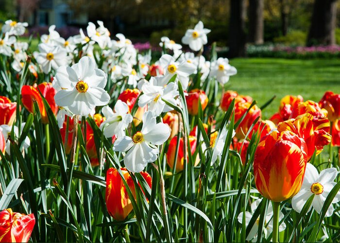 Photography Greeting Card featuring the photograph Tulips And Other Flowers At Sherwood by Panoramic Images