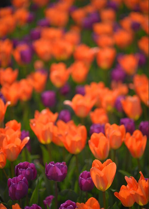 Tulips Greeting Card featuring the photograph Tulips at Clevelands Botanical Gardens by Clint Buhler