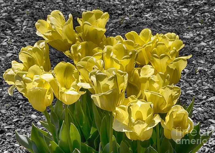 Tulips Greeting Card featuring the photograph Tulips at Dallas Arboretum V23 by Douglas Barnard