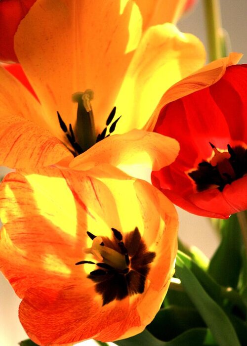 Flowers Greeting Card featuring the photograph Tulips Beauty by Valia Bradshaw