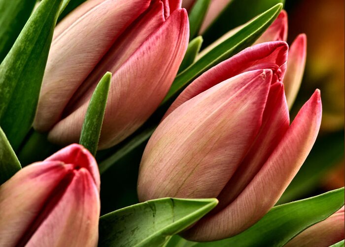 Tulips Greeting Card featuring the photograph Tulips by David Kay