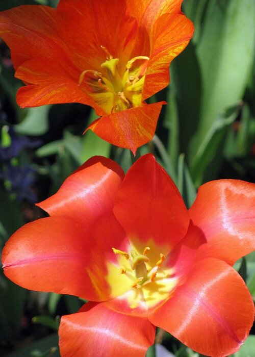 Tulip Greeting Card featuring the photograph Tulips - Desire 03 by Pamela Critchlow