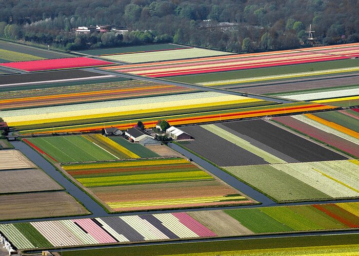Benelux Greeting Card featuring the photograph Tulips Fields, Lisse by Bram van de Biezen