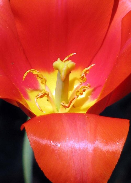 Tulip Greeting Card featuring the photograph Tulips - Filled With Desire 08 by Pamela Critchlow