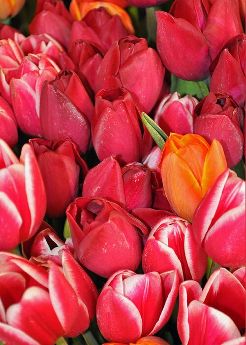 Tulips Greeting Card featuring the photograph Tulips in Pike Place Market by Bruce Gourley