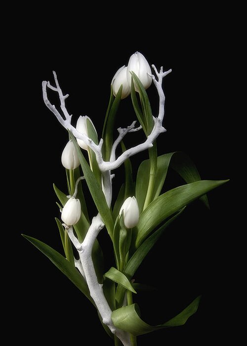 Arrangement Greeting Card featuring the photograph Tulips in Tree Branch Still Life by Tom Mc Nemar