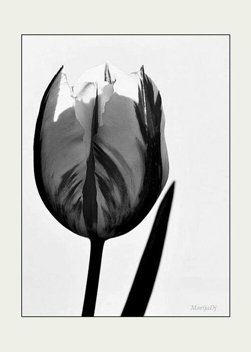 Flowers Greeting Card featuring the photograph The light within by Marija Djedovic