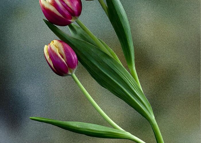 Flowers Greeting Card featuring the photograph Tulips by Shirley Mangini