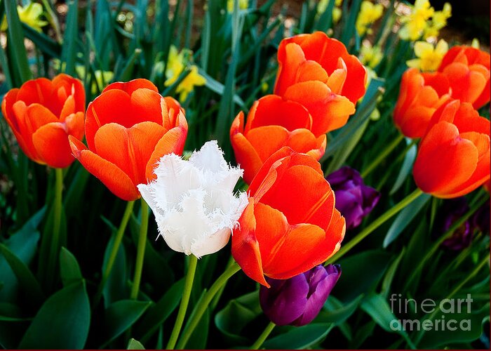 Tulips Greeting Card featuring the photograph Tulips by Shijun Munns
