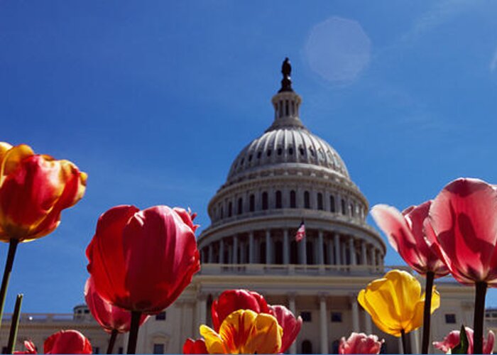 Photography Greeting Card featuring the photograph Tulips With A Government Building by Panoramic Images
