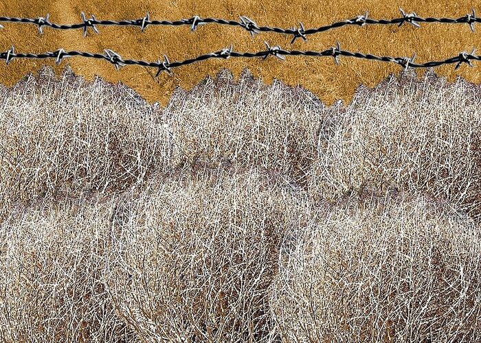 Texas Greeting Card featuring the photograph Tumbleweed and Barbed Wire by Suzanne Powers