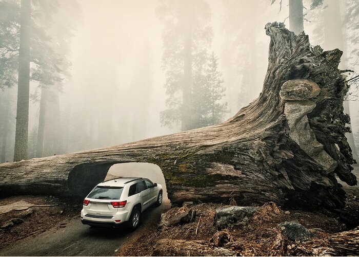 Sequoia Tree Greeting Card featuring the photograph Tunnel Log, Sequoia National Park, Usa by © Allard Schager