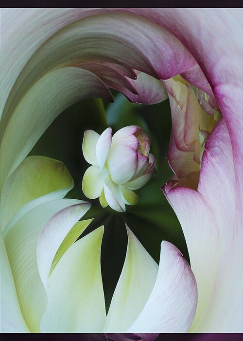 Flower Greeting Card featuring the photograph Tunnel of Lotus by Jean Noren