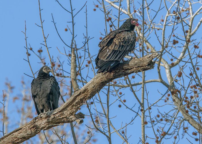 Marsh Greeting Card featuring the photograph Turkey and Black Vultures DRB171 by Gerry Gantt