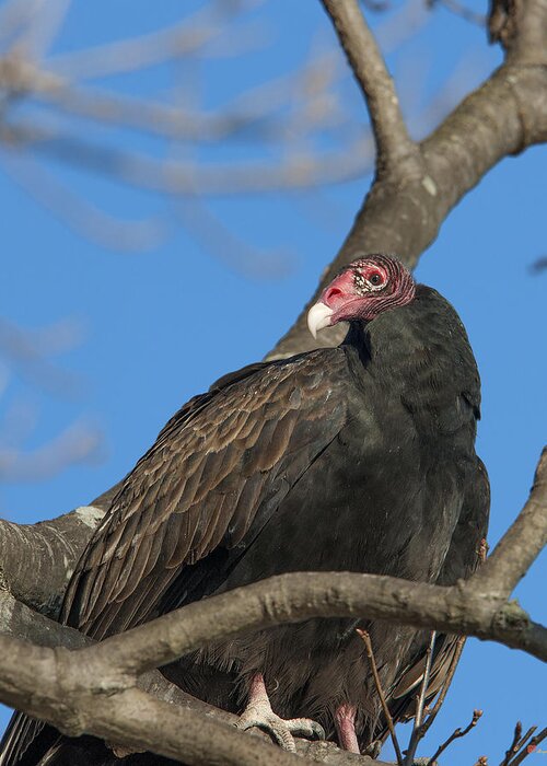 Marsh Greeting Card featuring the photograph Turkey Vulture DRB179 by Gerry Gantt