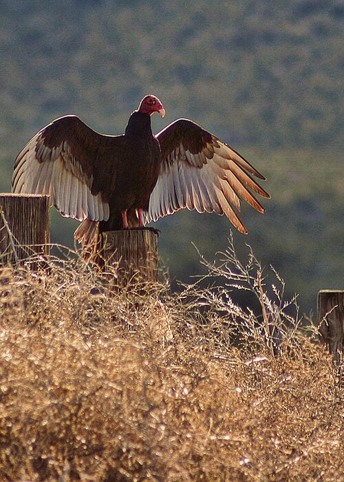 Bird Greeting Card featuring the photograph Turkey Vulture by Gene Praag