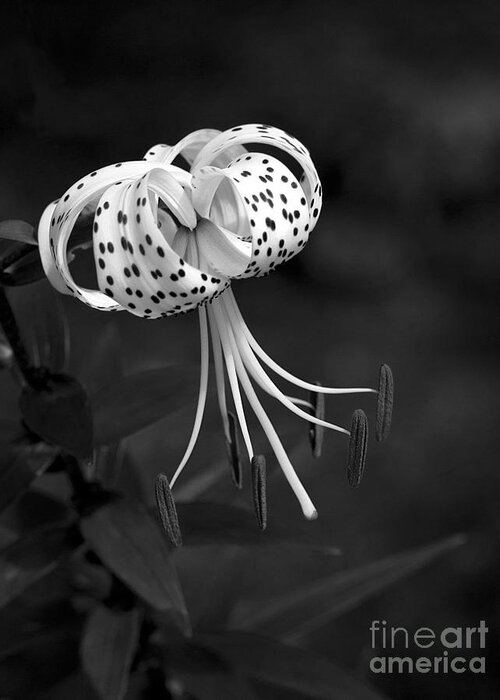 Turk's Cap Lily in Black and White Photograph by Lee Craig