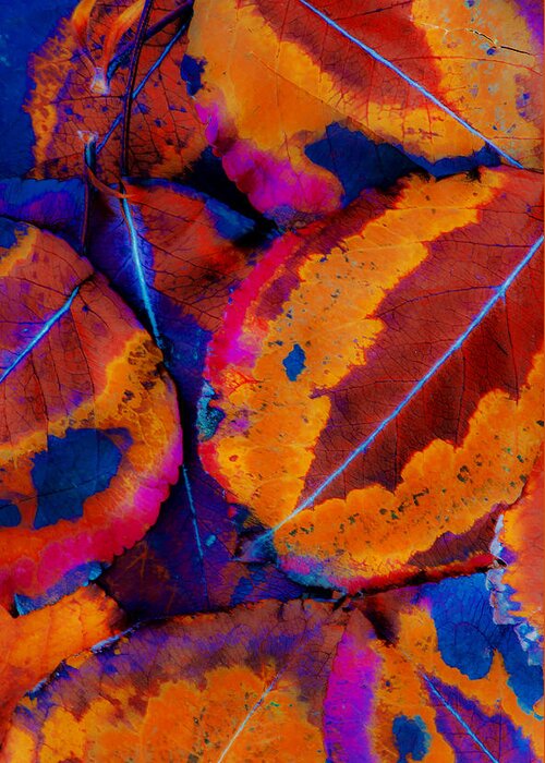 Leaf Greeting Card featuring the photograph Turning Leaves 5 by Stephen Anderson