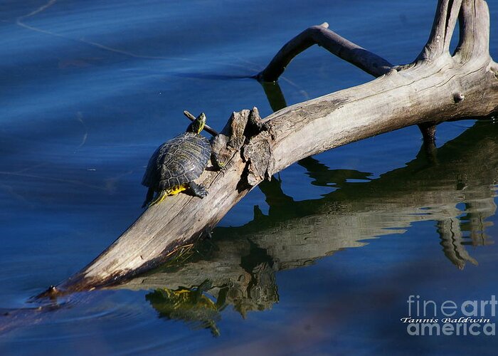 Turtle Greeting Card featuring the photograph Turtle Sun by Tannis Baldwin